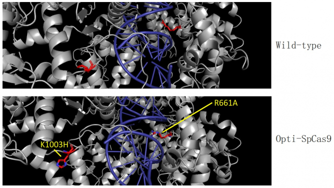 Representation of the protein structure of Opti-SpCas9.